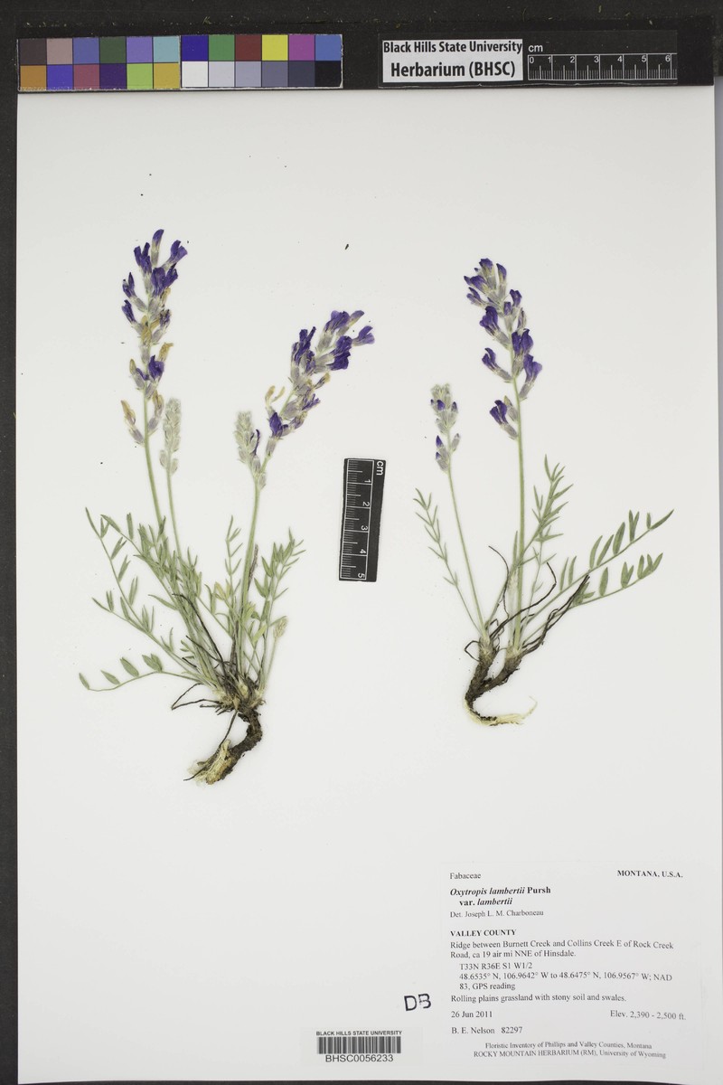 Oxytropis lambertii var. lambertii photo 4