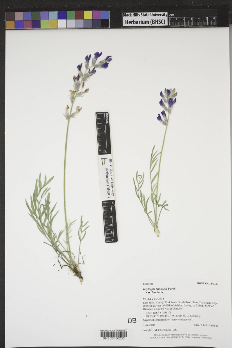 Oxytropis lambertii var. lambertii photo 5
