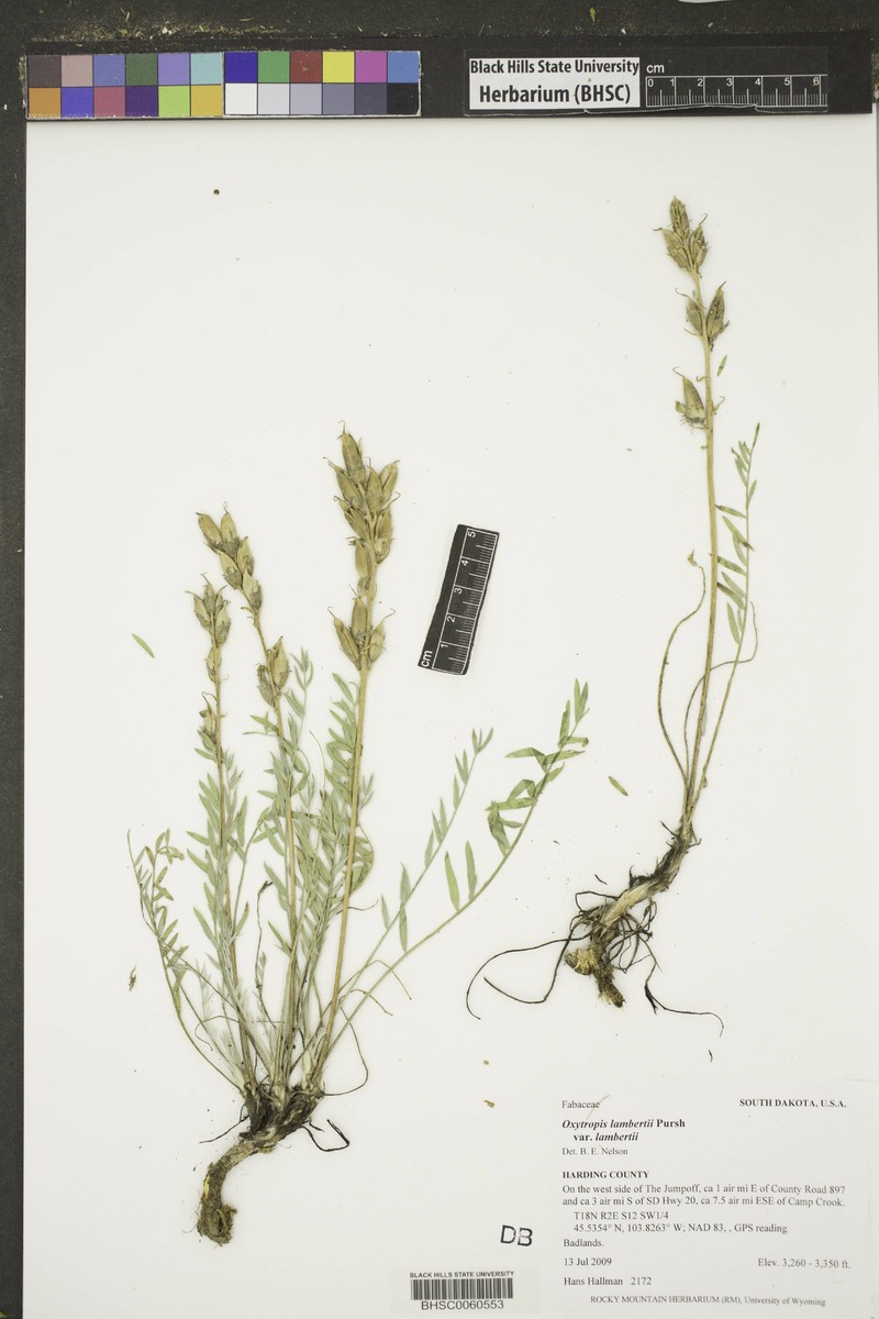Oxytropis lambertii var. lambertii photo 6