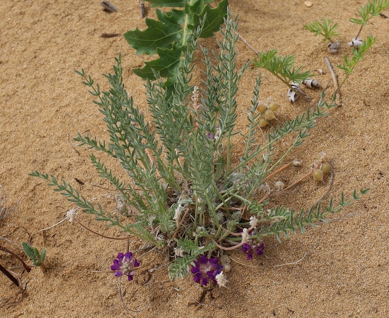 Oxytropis lanuginosa