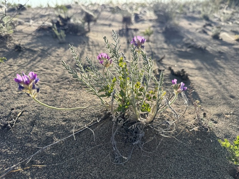 Oxytropis lanuginosa photo 2
