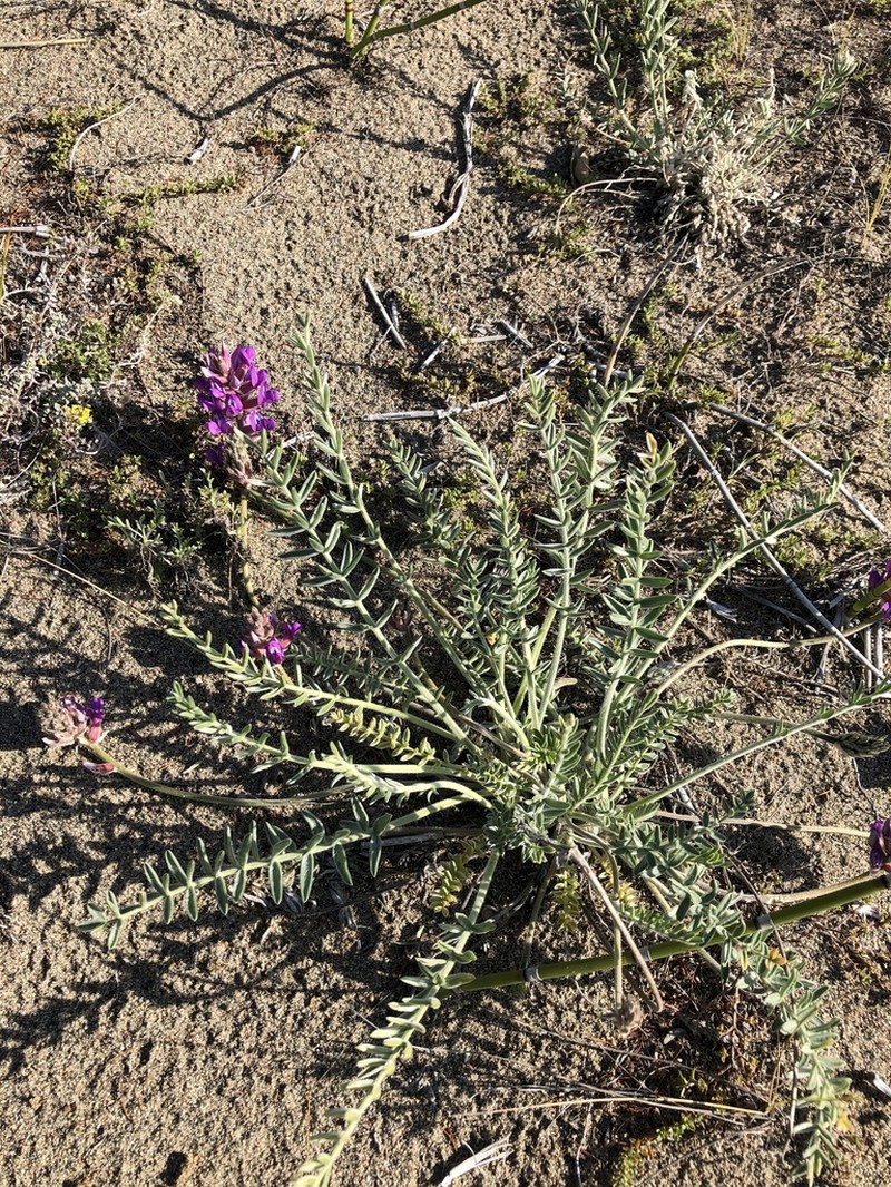 Oxytropis lanuginosa photo 3