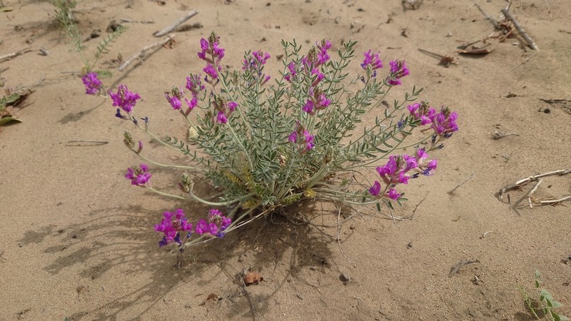 Oxytropis lanuginosa photo 4