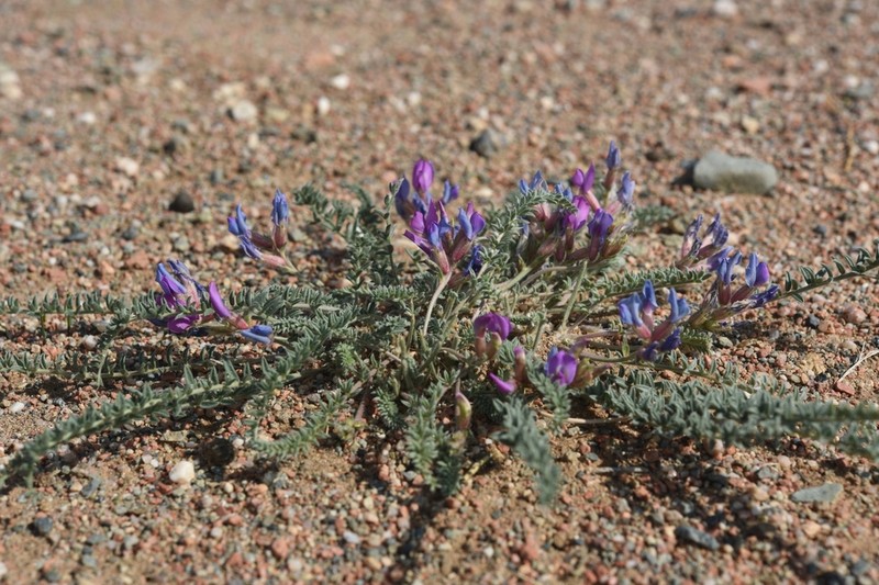 Oxytropis lanuginosa photo 5