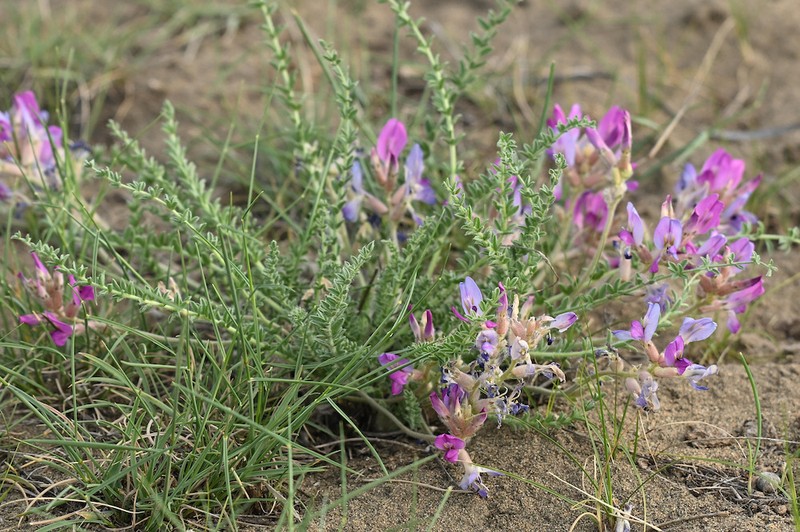 Oxytropis lanuginosa photo 6