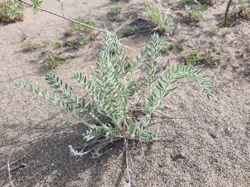 Oxytropis lanuginosa photo 7