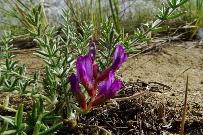 Oxytropis lanuginosa photo 8