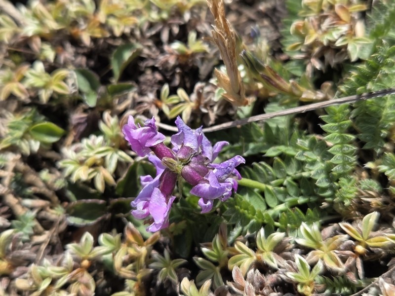 Oxytropis lapponica