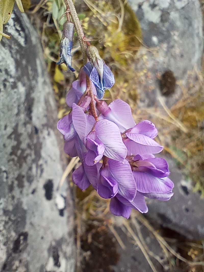 Oxytropis lapponica photo 2