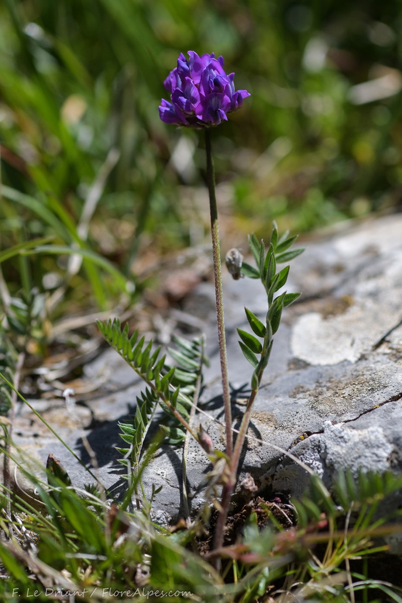 Oxytropis lapponica photo 3