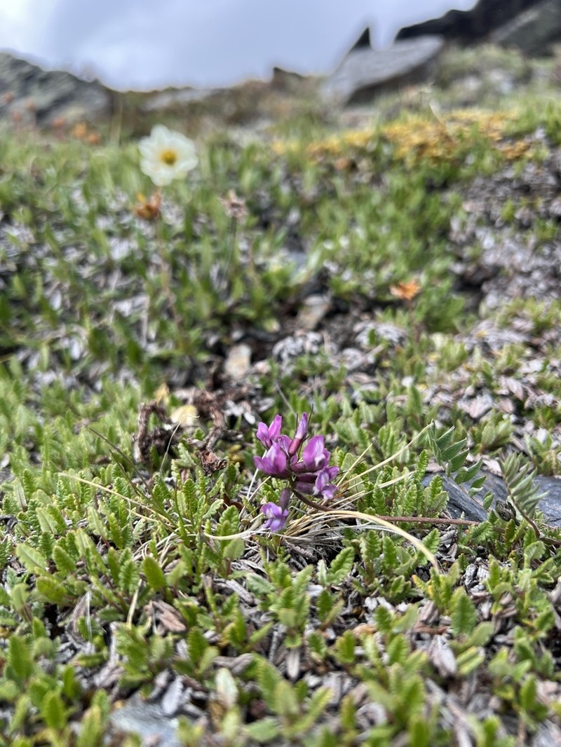 Oxytropis lapponica photo 4