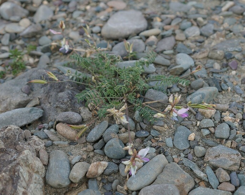 Oxytropis lapponica photo 5