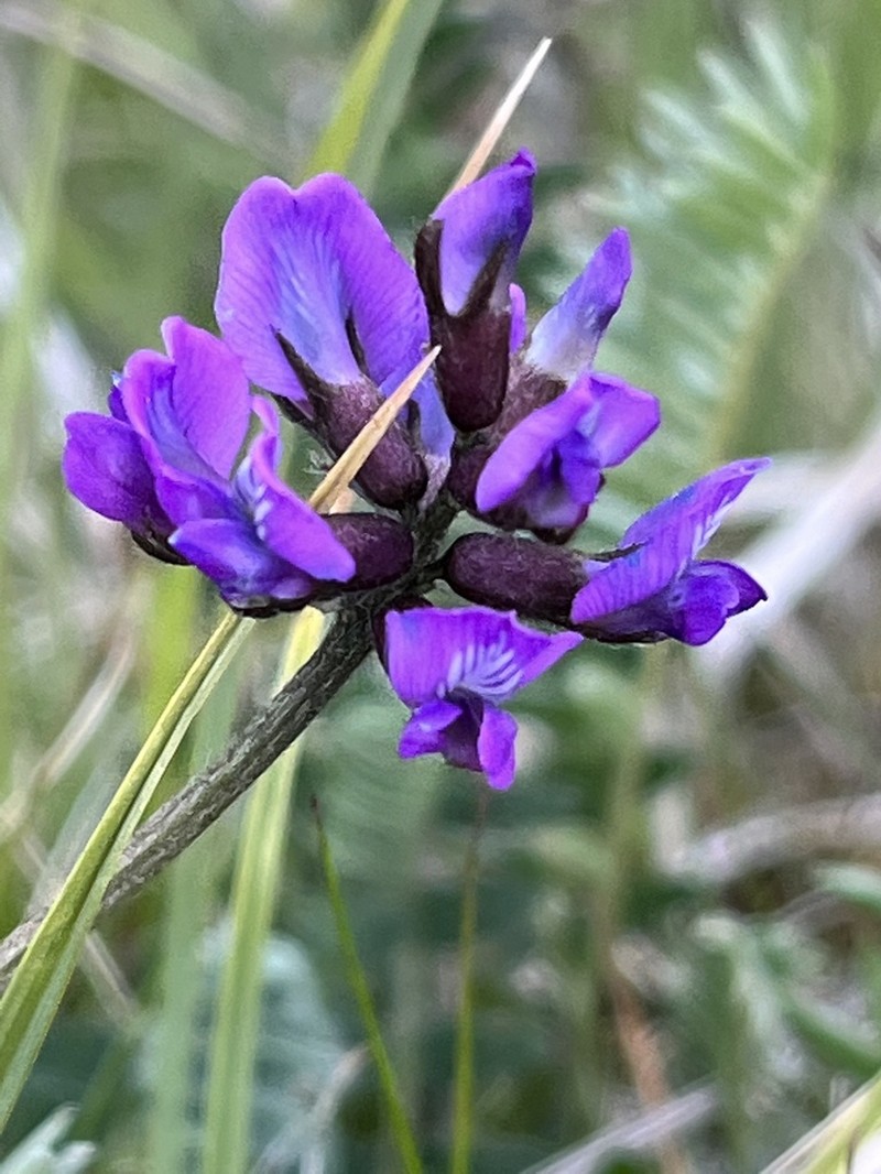 Oxytropis lapponica photo 6