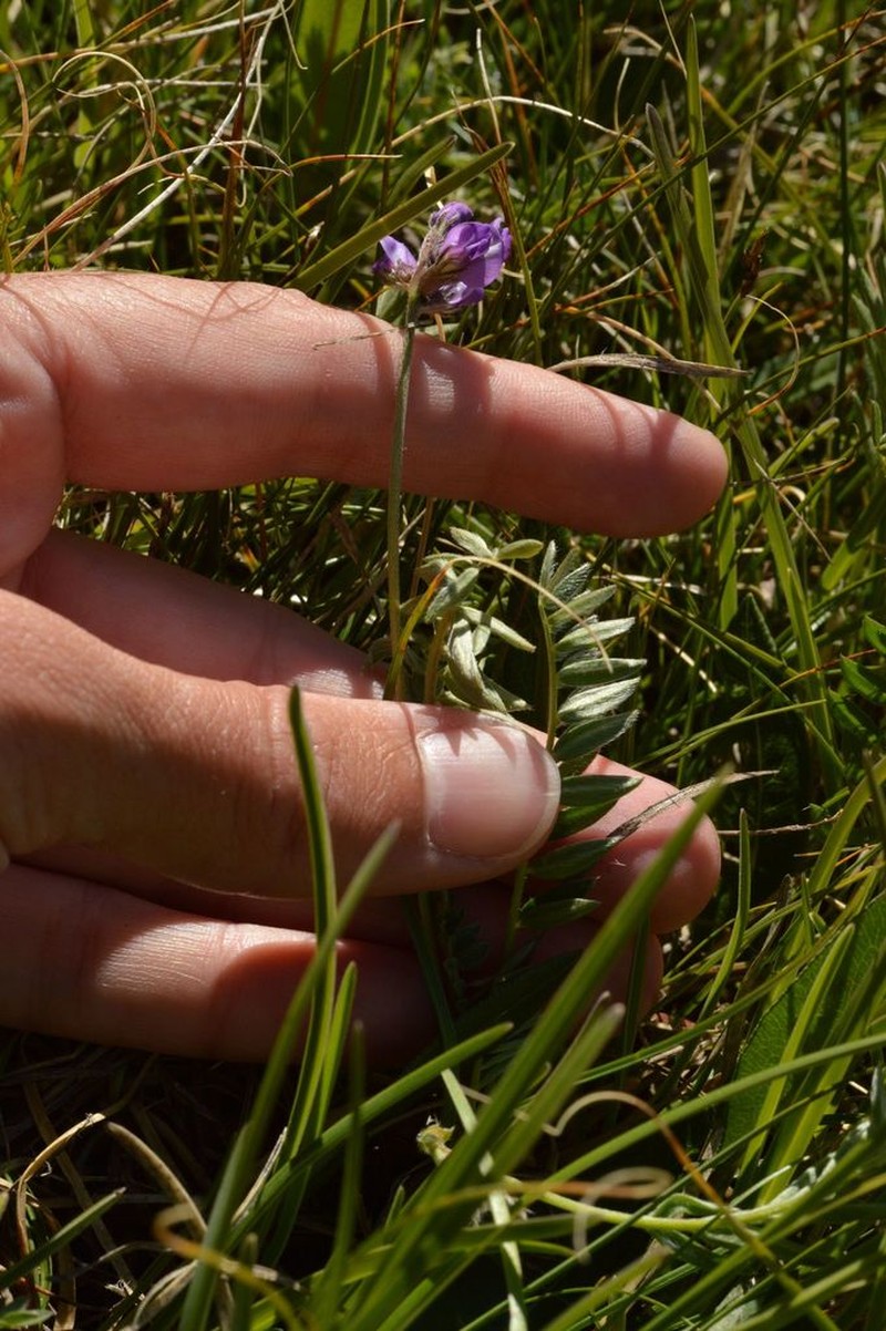 Oxytropis lapponica photo 7