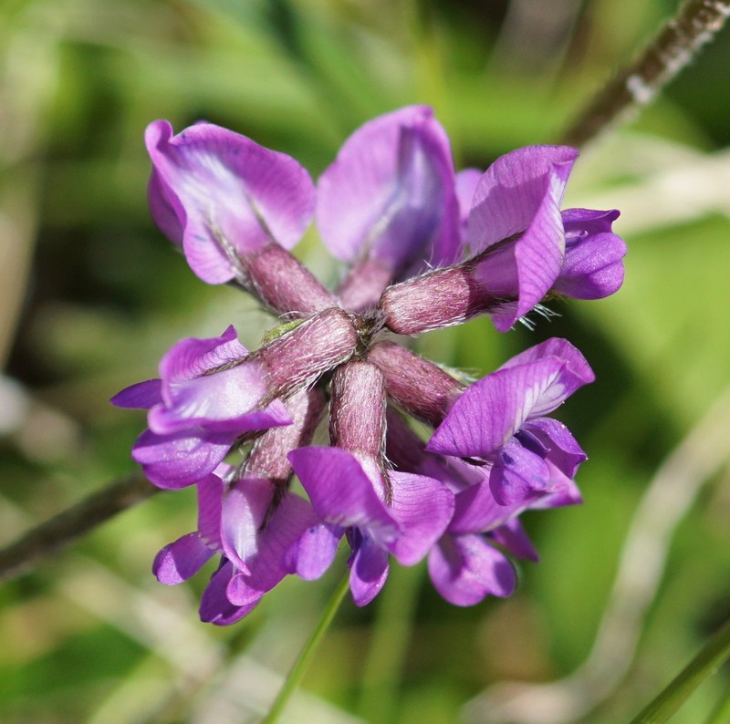 Oxytropis lapponica photo 8