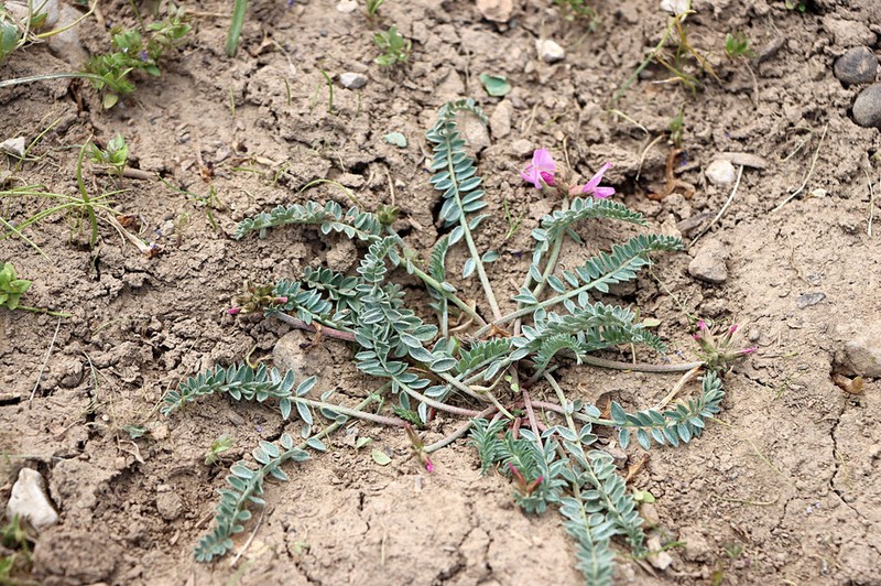 Oxytropis lasiocarpa photo 2
