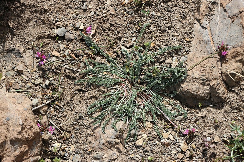 Oxytropis lasiocarpa photo 3