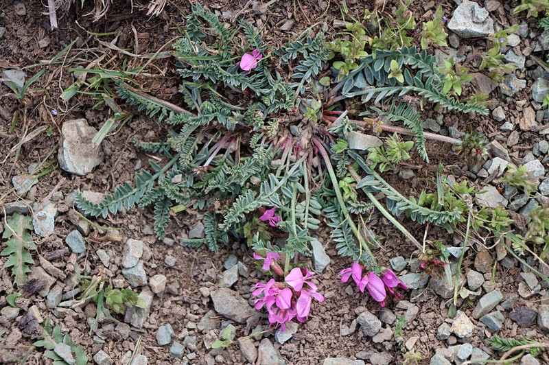 Oxytropis lasiocarpa photo 4
