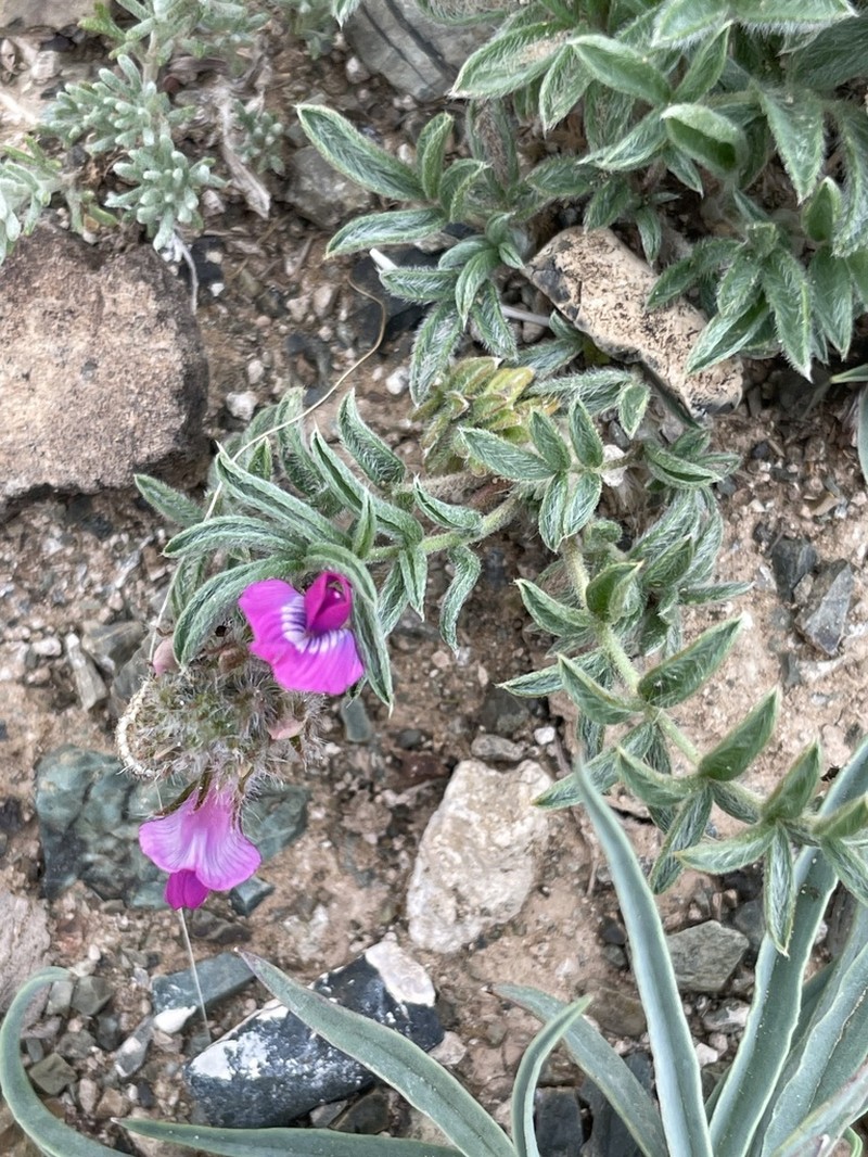 Oxytropis lasiopoda