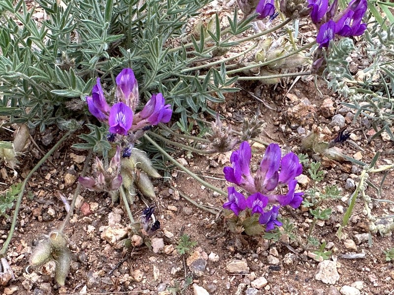 Oxytropis lasiopoda photo 2
