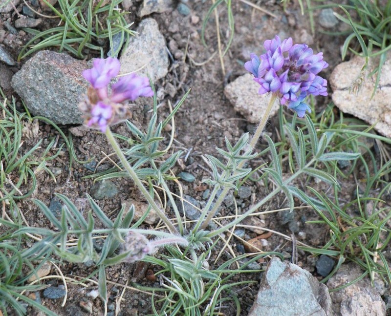 Oxytropis lasiopoda photo 3