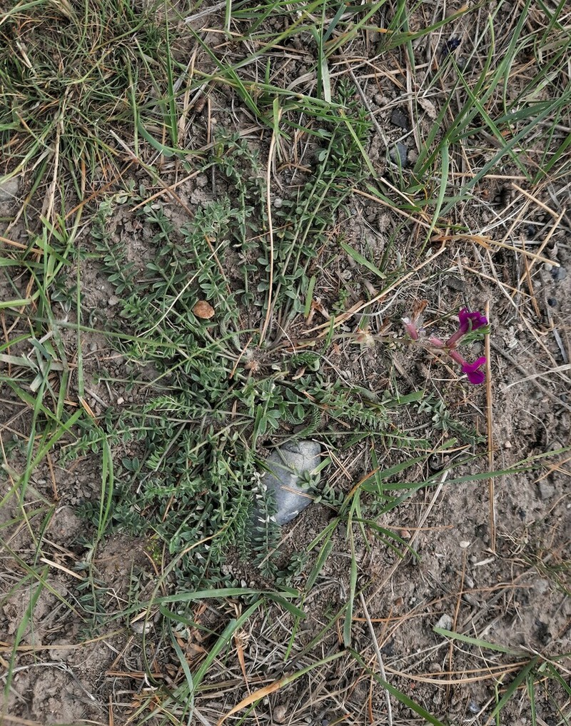Oxytropis lasiopoda photo 4
