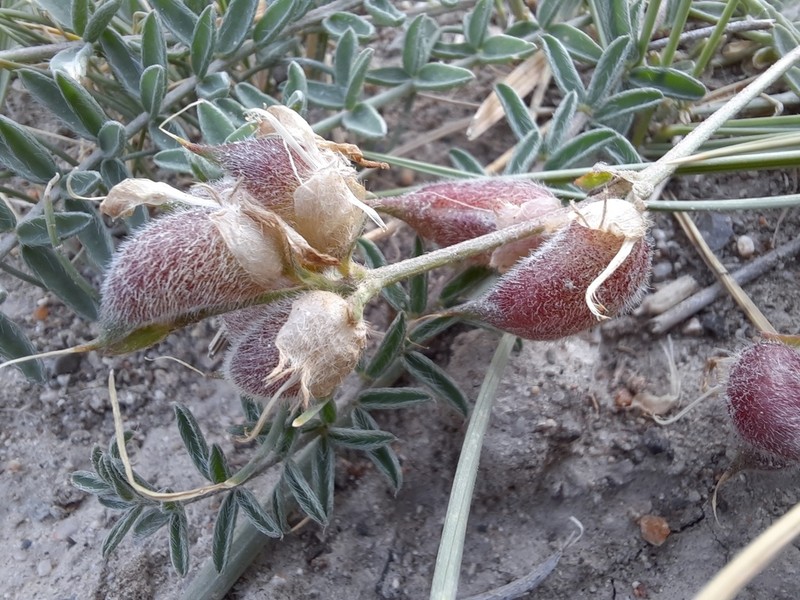 Oxytropis lasiopoda photo 5