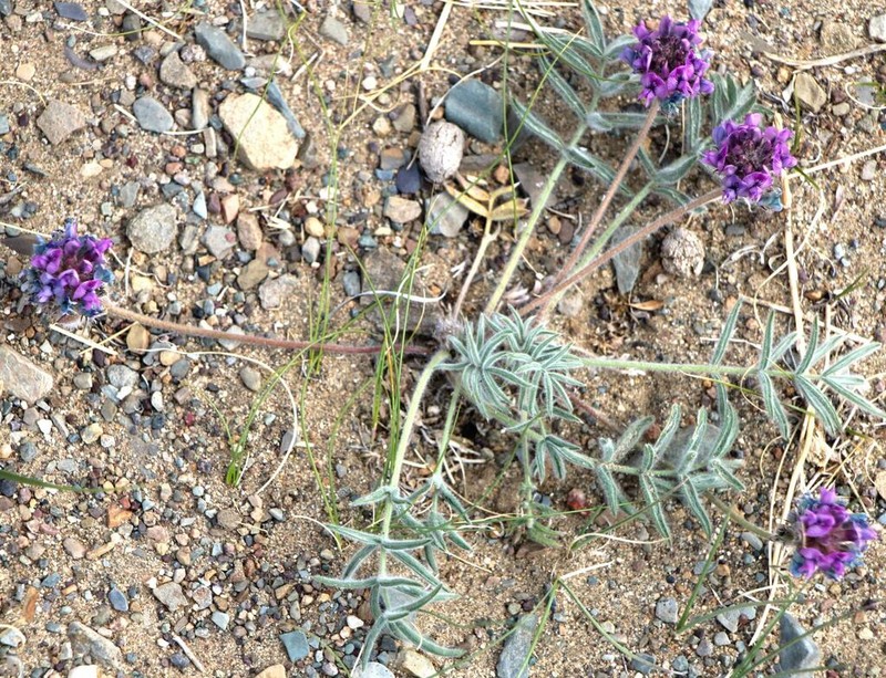 Oxytropis lasiopoda photo 6