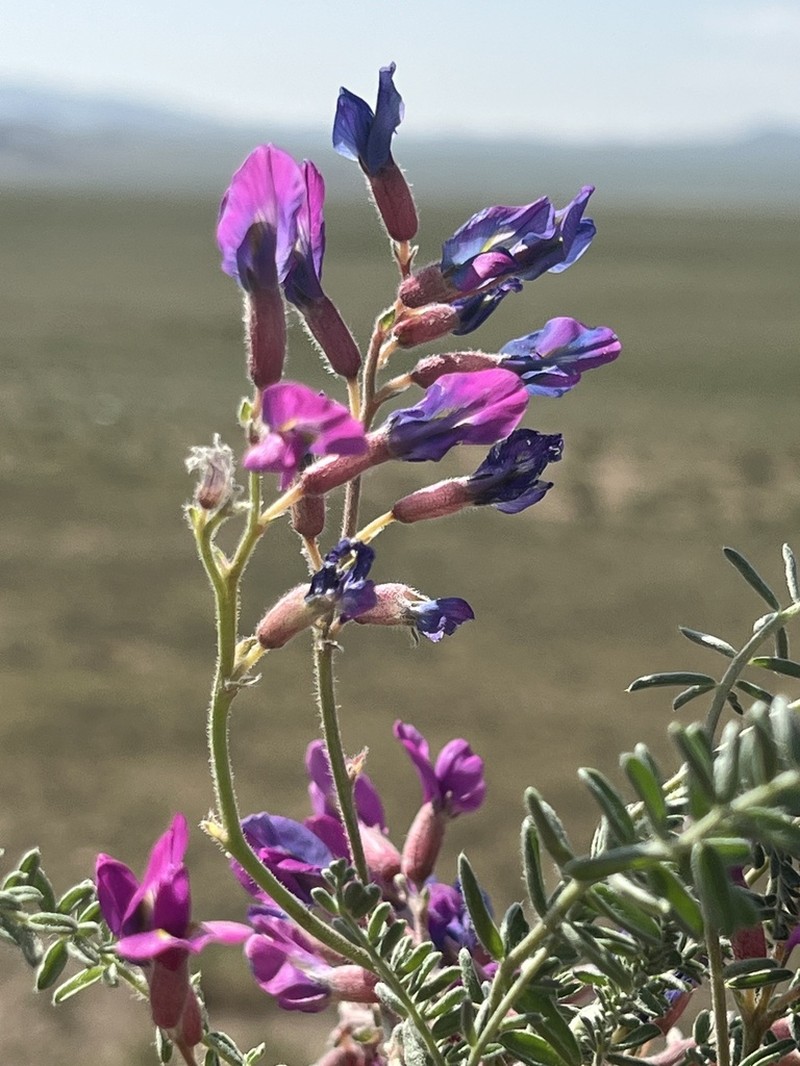Oxytropis lasiopoda photo 7
