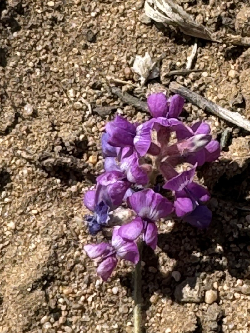 Oxytropis lasiopoda photo 8
