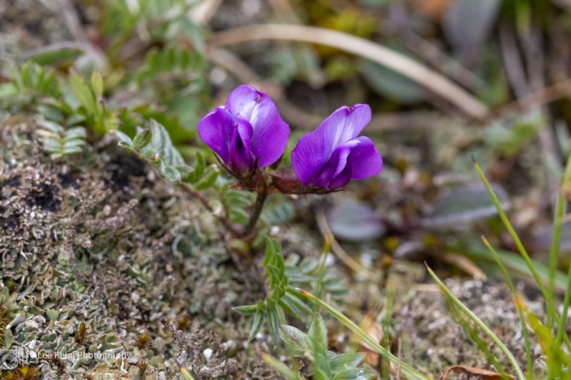 Oxytropis latibracteata