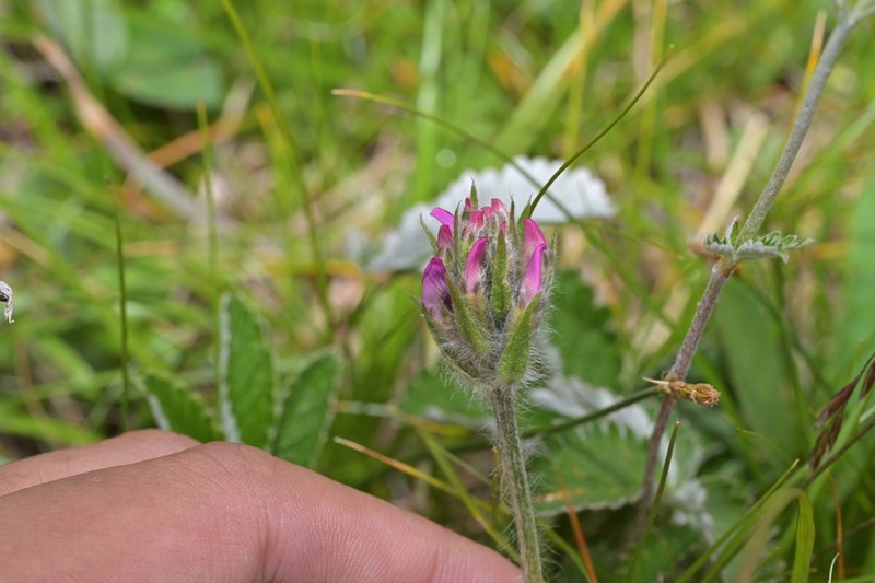 Oxytropis latibracteata photo 2
