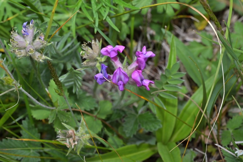 Oxytropis latibracteata photo 3