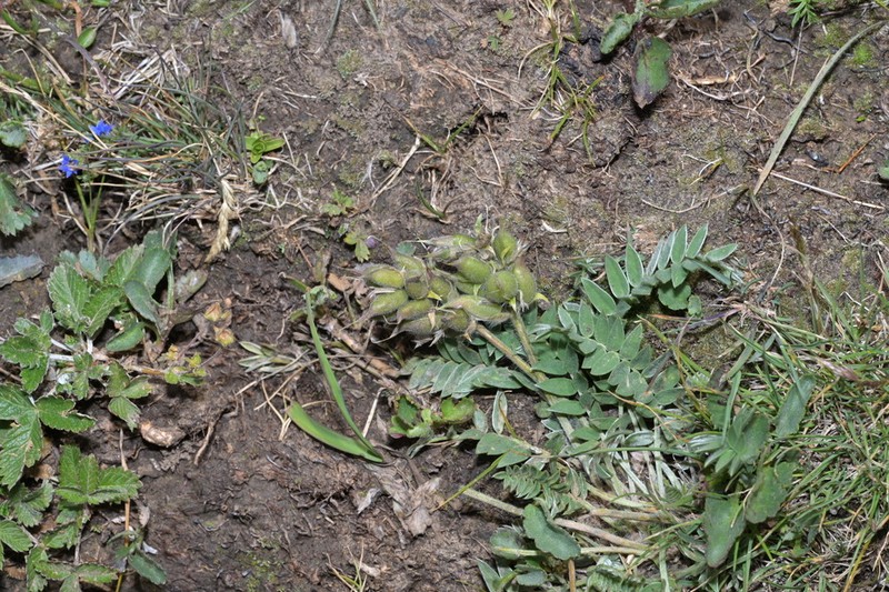 Oxytropis latibracteata photo 4
