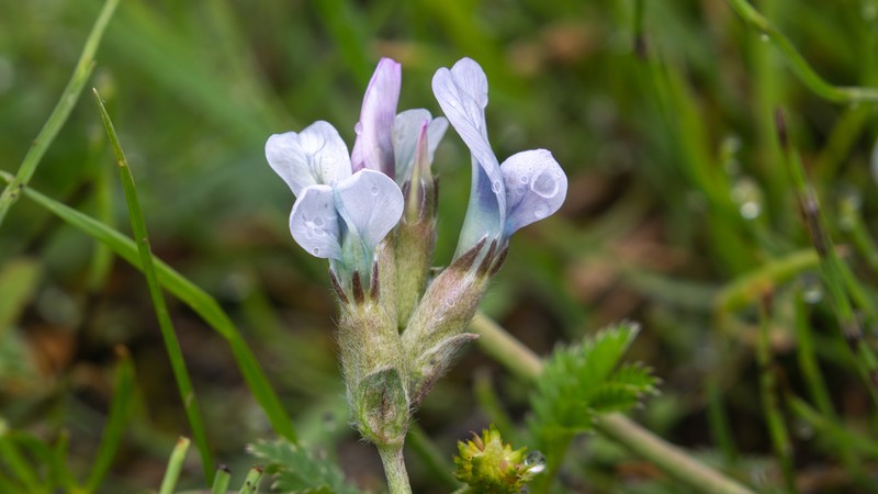 Oxytropis latibracteata photo 5