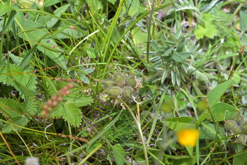 Oxytropis latibracteata photo 6