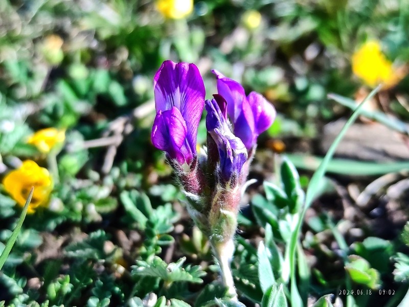Oxytropis latibracteata photo 7