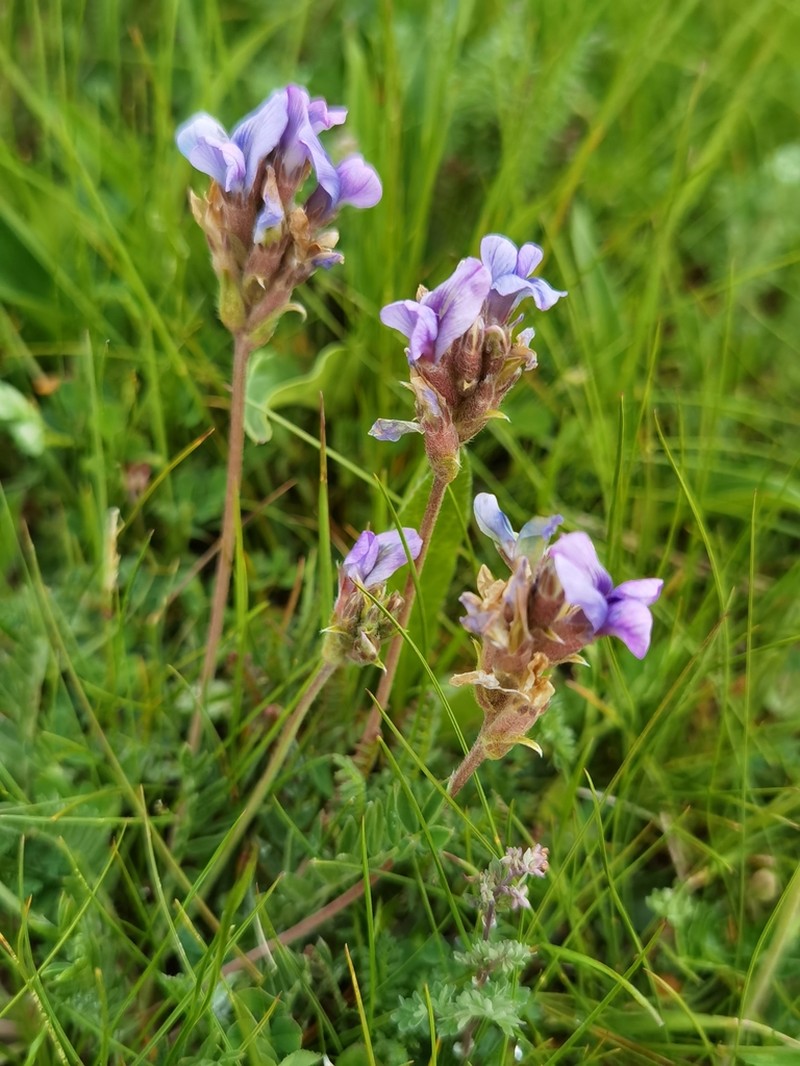 Oxytropis latibracteata photo 8