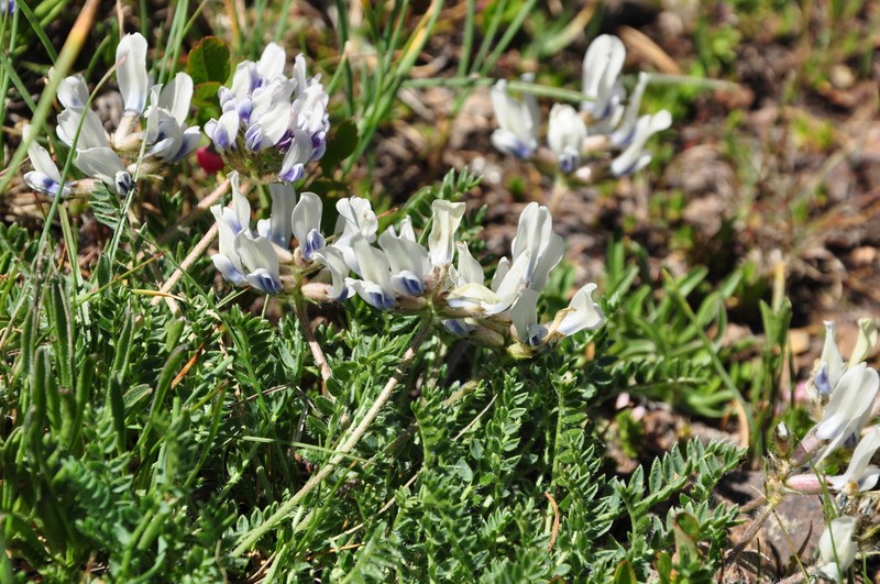 Oxytropis lazica