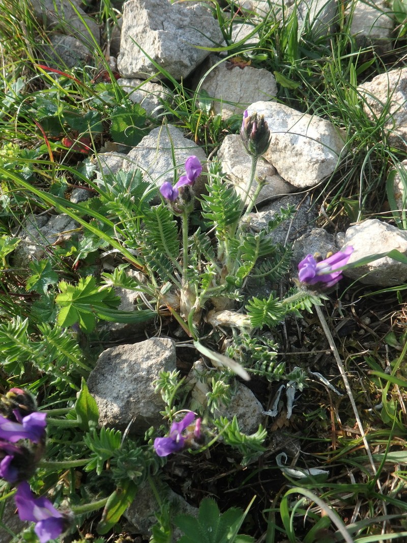Oxytropis lazica photo 2