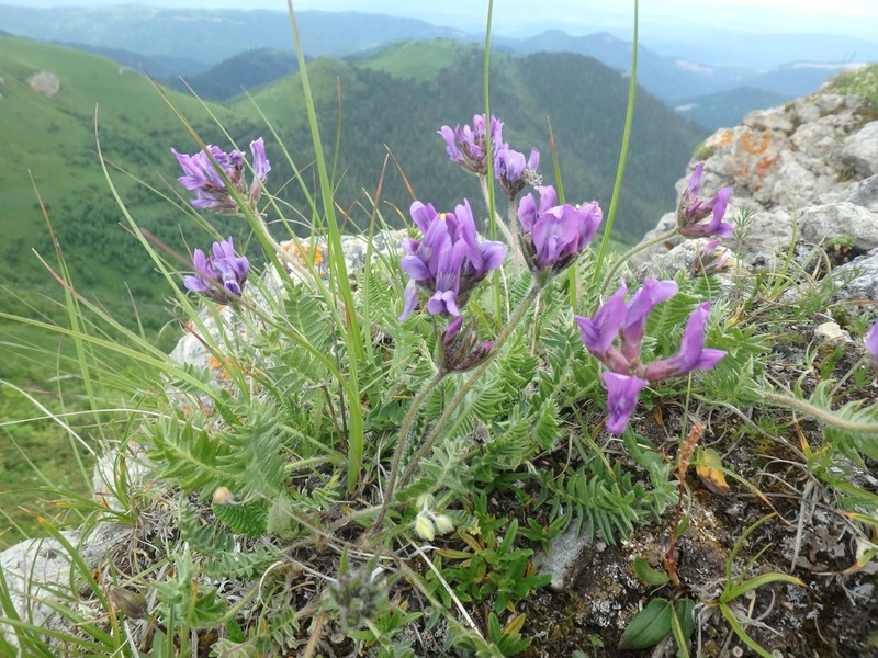 Oxytropis lazica photo 3