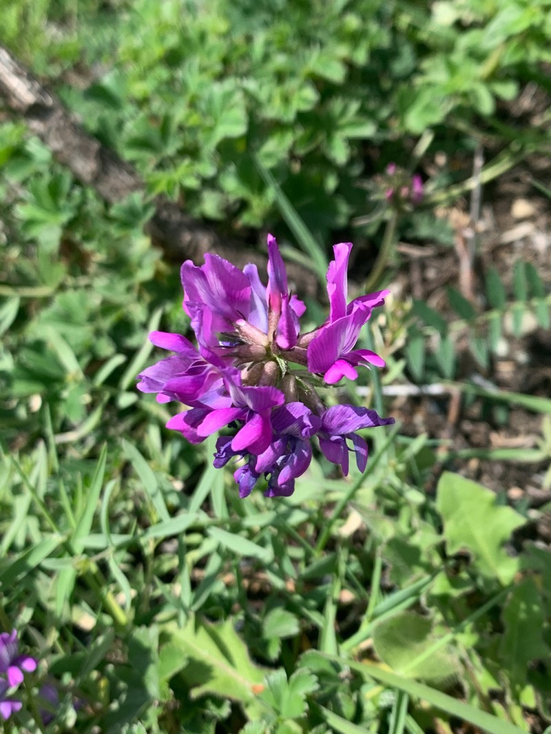 Oxytropis lazica photo 4
