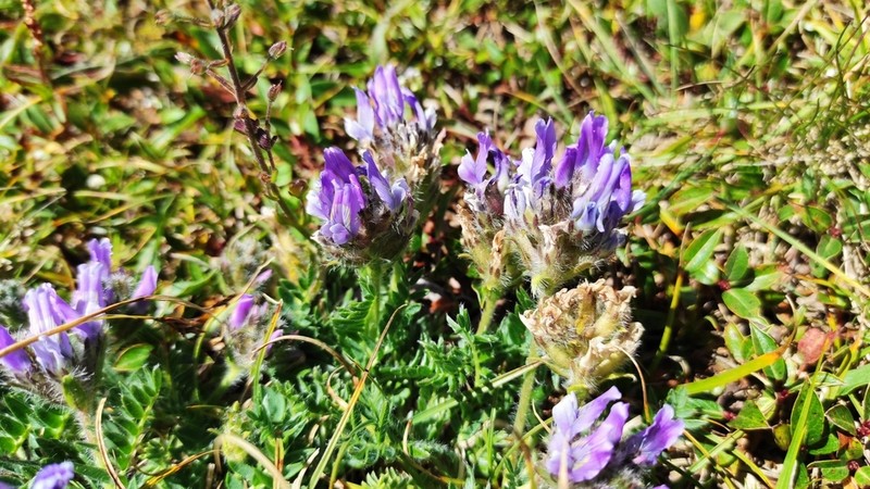 Oxytropis lazica photo 5