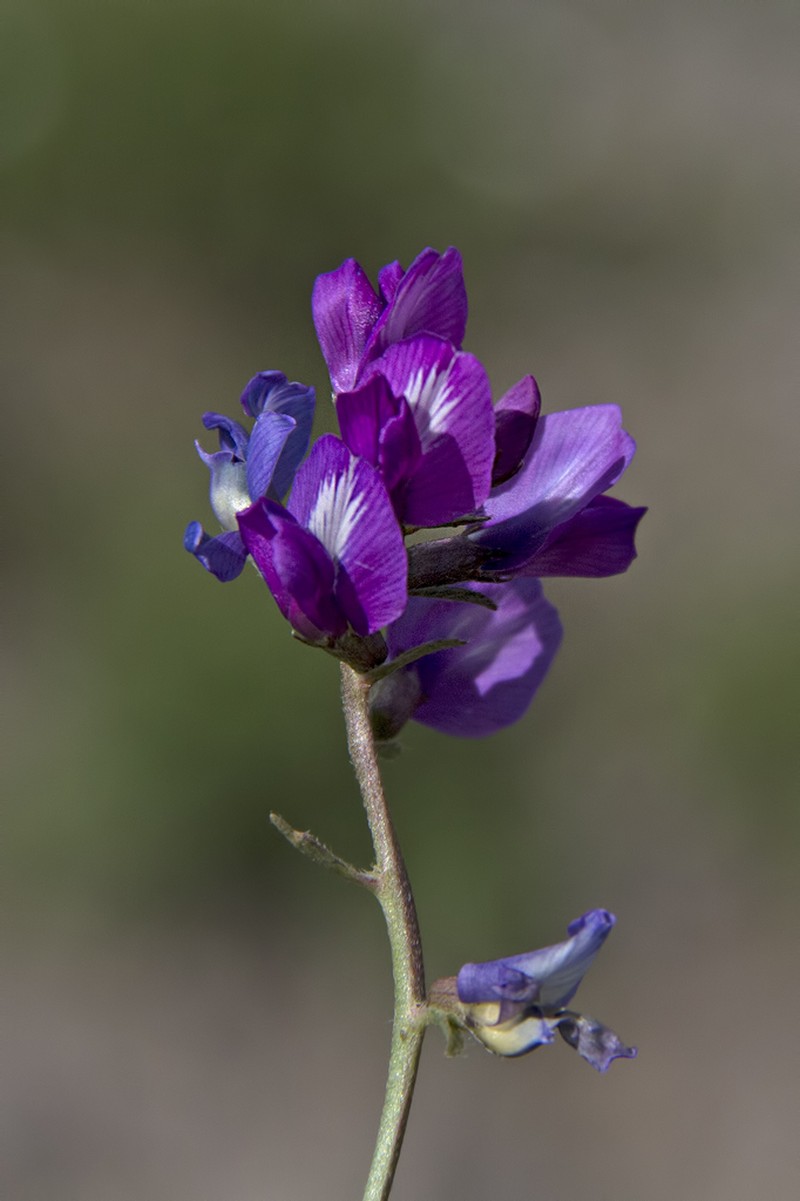 Oxytropis lazica photo 6