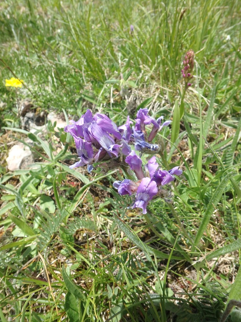 Oxytropis lazica photo 7