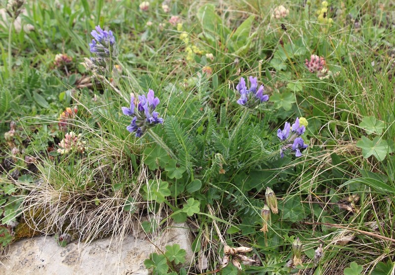 Oxytropis lazica photo 8