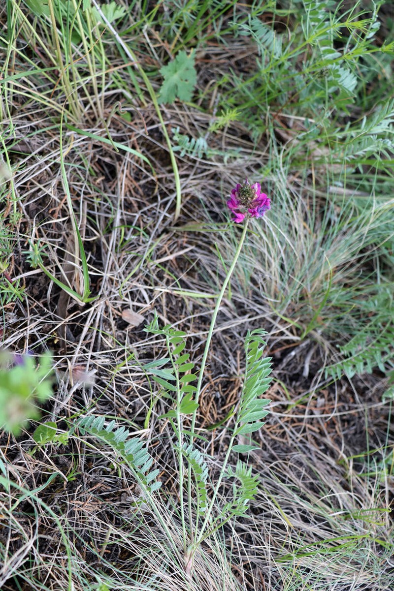 Oxytropis lehmannii photo 2