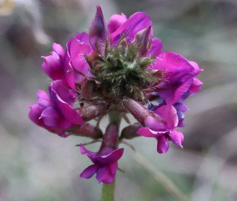Oxytropis lehmannii photo 3