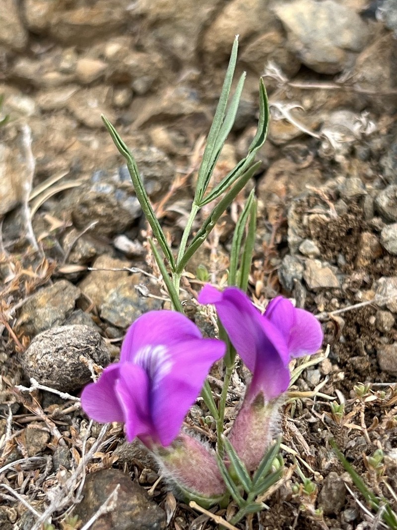 Oxytropis leptophylla