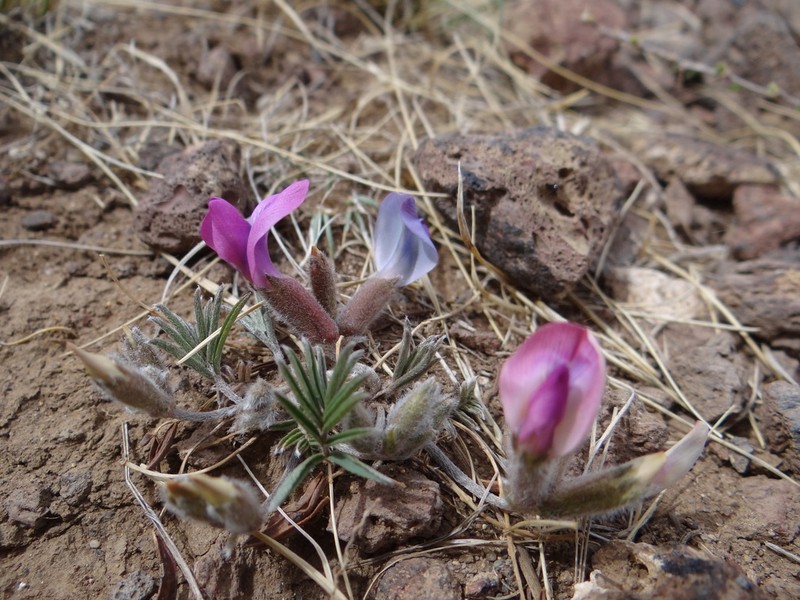 Oxytropis leptophylla photo 2